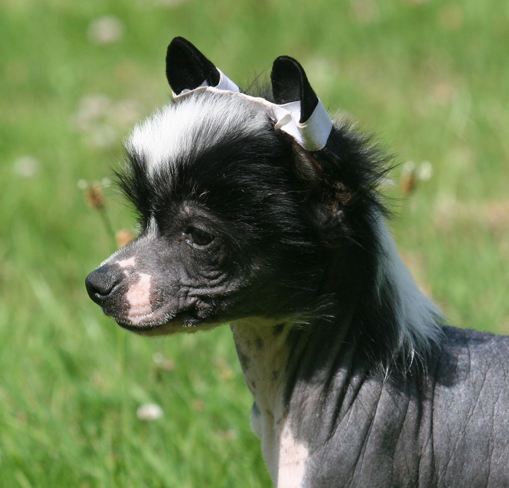 Artist of ilusions de Almamasan