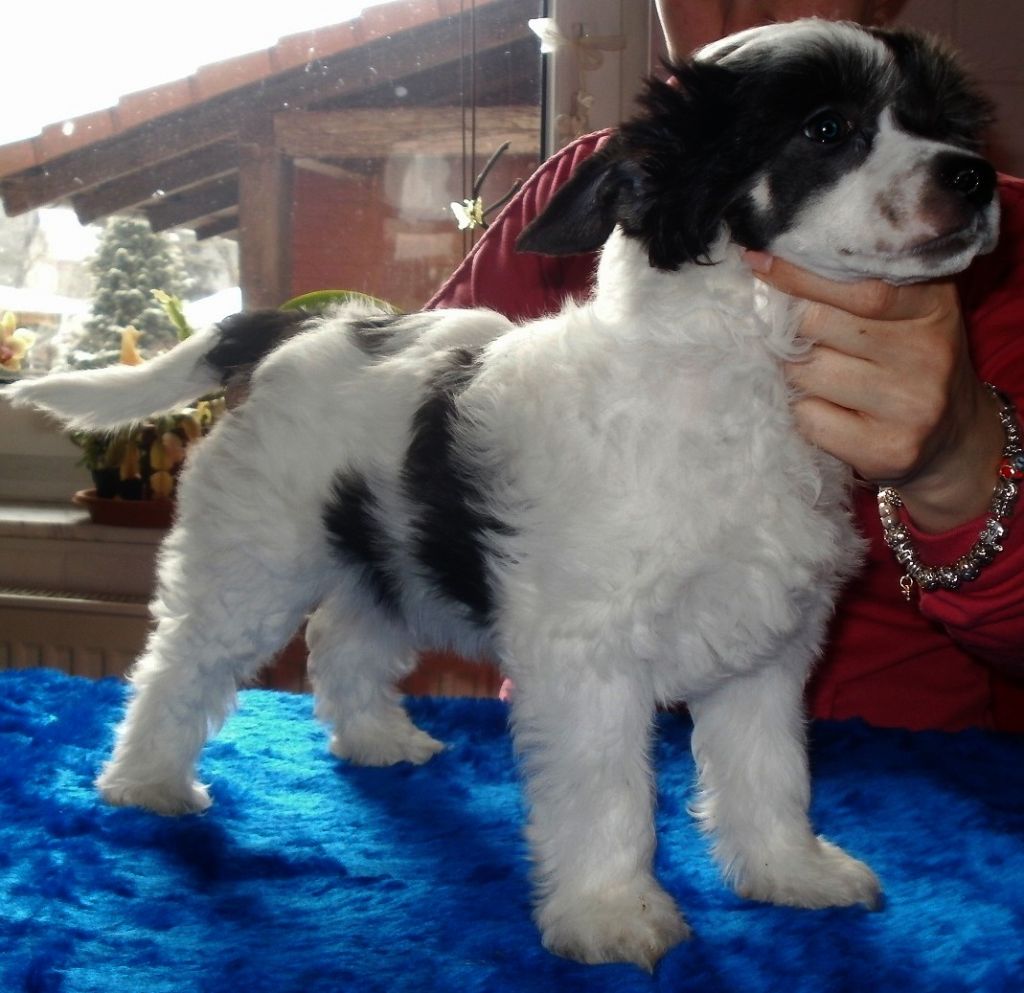 Little Cc Pony's Aeon