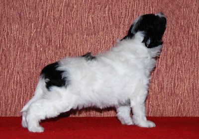 Alvine Band Jardin de Soleil