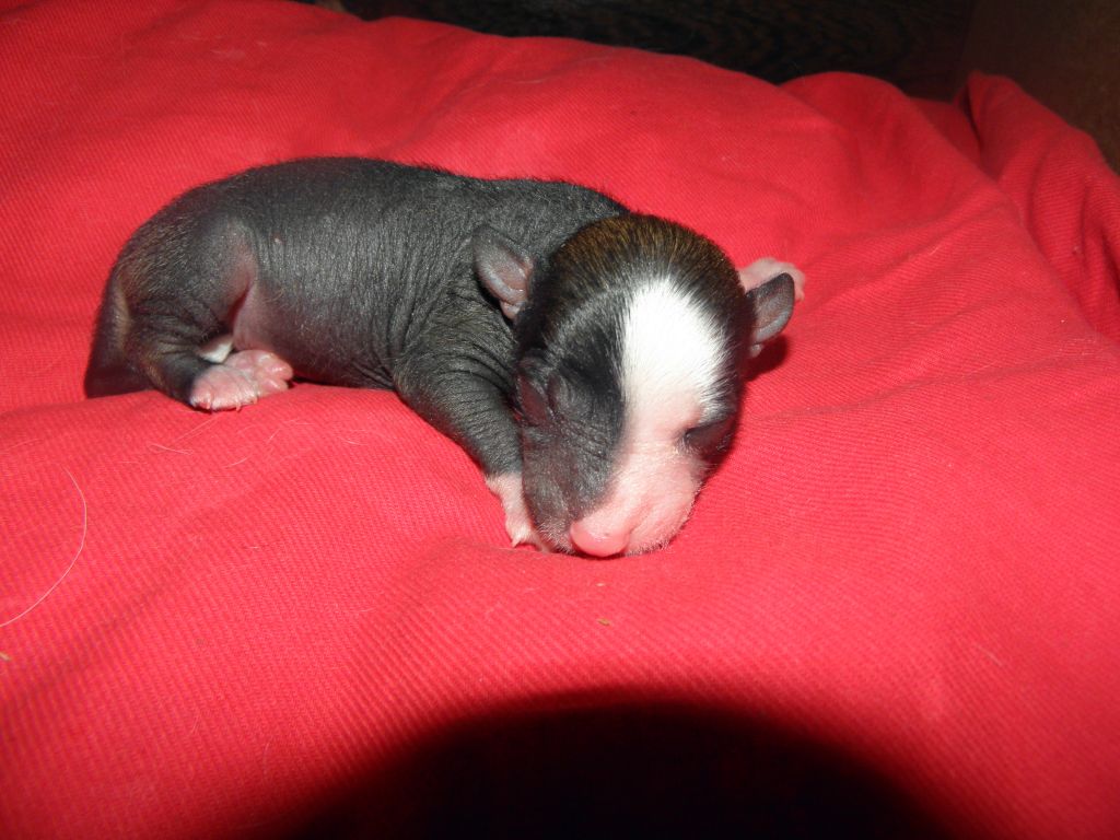 Addy Butterfly whisper