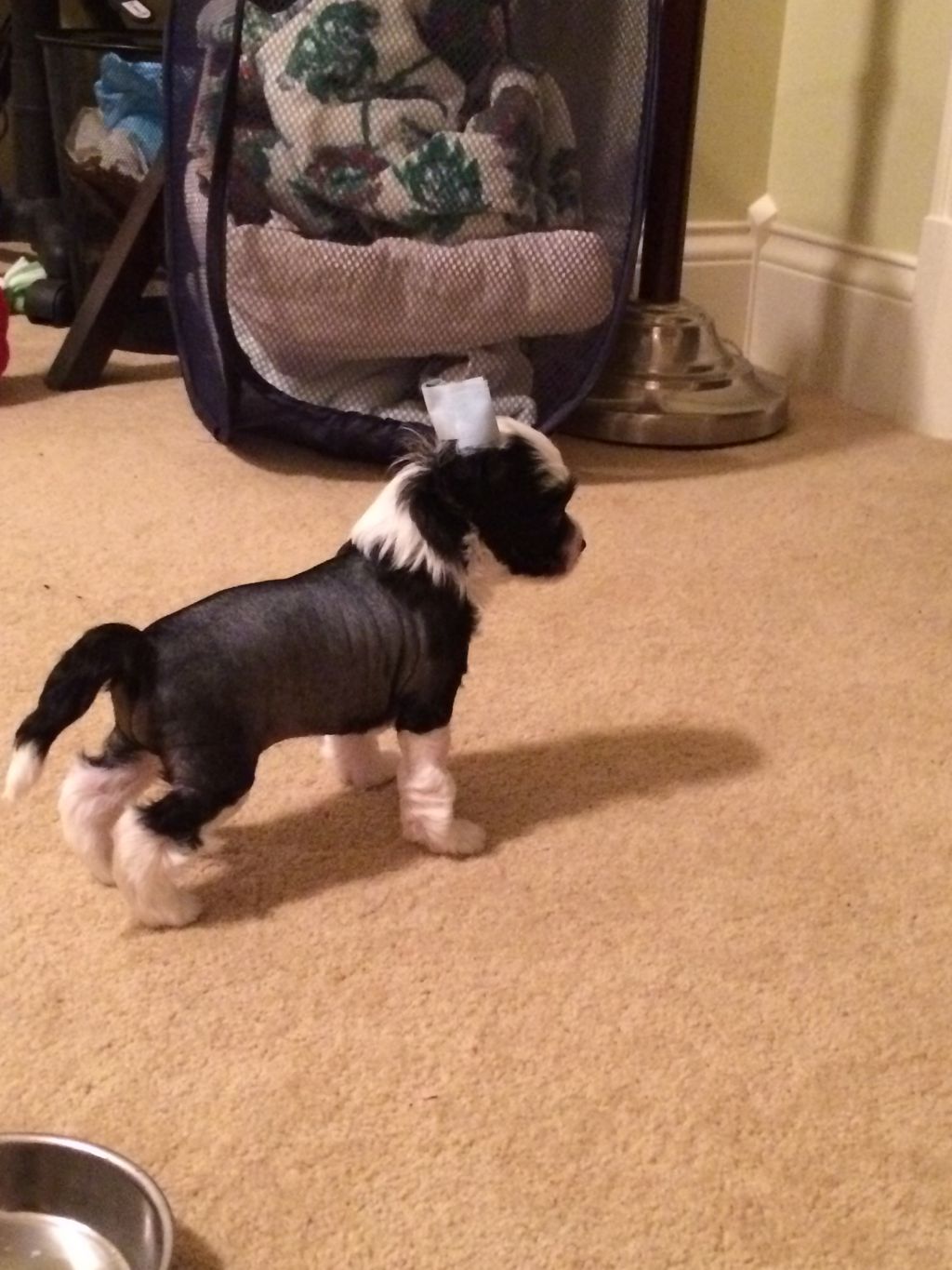 Jo-Pearl's She'll Knock Your Socks Off