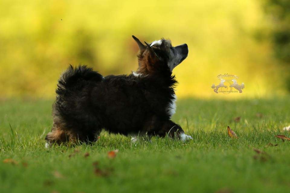 Tinklecrest Empire of the Clouds