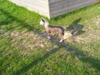 Dizame Prince Of Passion