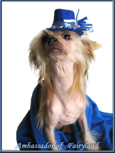 Belly Dance Ambassador of Fairyland