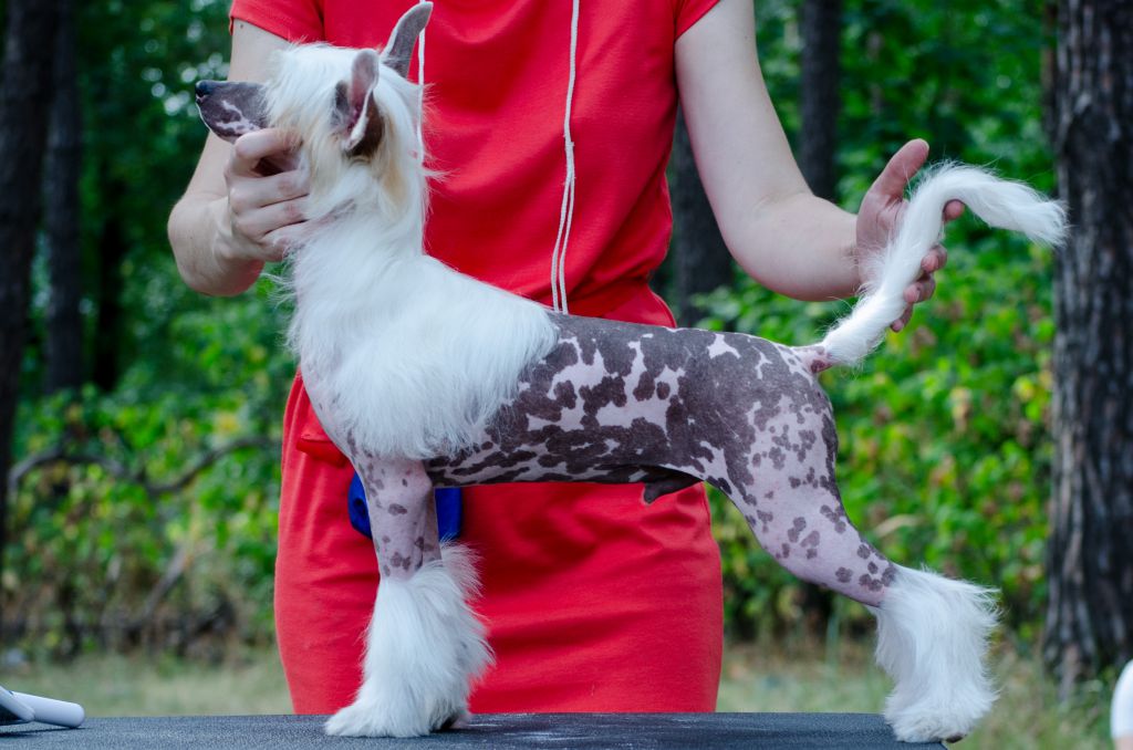 Anna Sky Kennel Dallas Korben