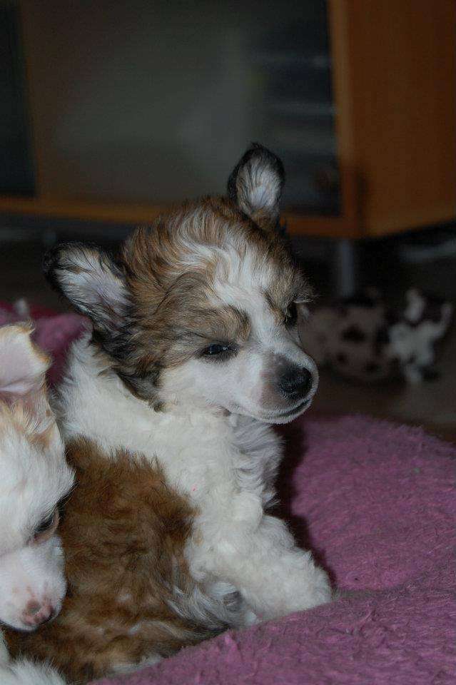 Il était une fois Lucifère