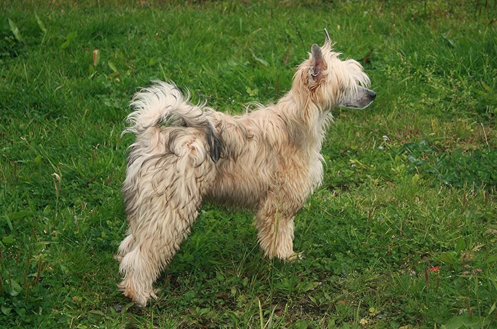 De La Mahafu's HP Linus