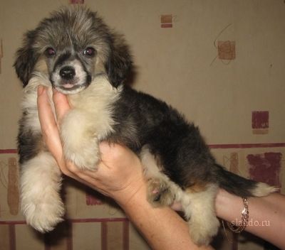 Fancy Style Gordiy Macho