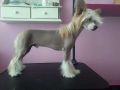Concrete Clouds Knight In Shining Armor Chinese Crested