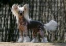 Sun-Hee's Rock'n Rush Chinese Crested