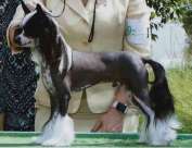 GCH CH Cherish Rhythm And Blues