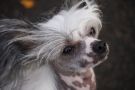 Kroog's Thea Chinese Crested