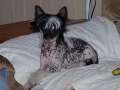 Woodlyn Gloria Jean Chinese Crested