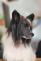HitLine Ltd Incredible Fairy Chinese Crested