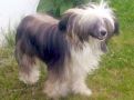 Sonniema Lady Lilly Chinese Crested