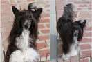 CH Crestline Holliwould Girlie Girl CA Chinese Crested