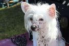 Mohawk Maleficent Chinese Crested