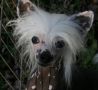 Mstical King of the Road Chinese Crested