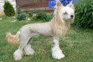 Enigma  Plysovy pritel Chinese Crested