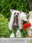 Sherwood Almires Chinese Crested