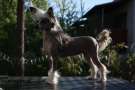 Bonniveras Be'llus Chinese Crested