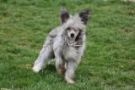 Kenmilleven Draco at Starside Chinese Crested