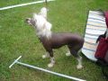 S*meinking's Call Me Destany Chinese Crested