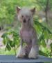 Millenium Pride Esenia Chinese Crested