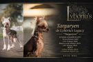 Targaryen de Lyb�riu's Legacy Chinese Crested