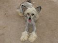 Bolak's Cho Of Bluesky Chinese Crested