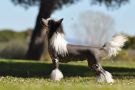 Victory's Laurel Hypnotize Me Chinese Crested