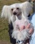 Festina Crystal Ice Chinese Crested