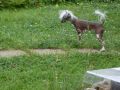 Yuma Shan Shan Chinese Crested