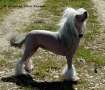 Moon Harbour Fairytale Chinese Crested