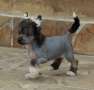 Talkative doll de Almamasan Chinese Crested