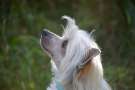 Be My Dog's Fade To Grey Chinese Crested