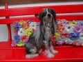 Hanmpton Court's Tina Turner At Legend Chinese Crested
