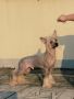 Rosasinensis Chinese Crested