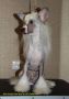 My Lucky Love Kid to All Gallurius Chinese Crested