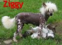 Ozkcavern Get In Ziggy With It Chinese Crested