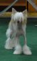 Simon Joi end Heppi Chinese Crested
