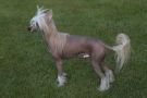Pinky Twinky Loki The Trickster Chinese Crested