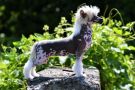 Show Off Winning Smile Chinese Crested