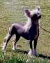 Jokima Just Heavenly Of Omegaville Chinese Crested