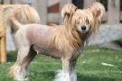 Te Adoro Of Livin la Vida Loca Chinese Crested