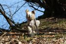 Chelleolas Pride Standing Of Spiritcrest Chinese Crested