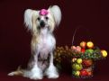 Fain Gold Ripli Keyt Chinese Crested