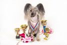 Russkiy Samurai Yulianna Queen Chinese Crested