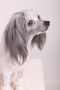 Viktory Sprint Salvador Style Chinese Crested