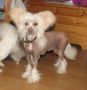 Mslis Monza Chinese Crested